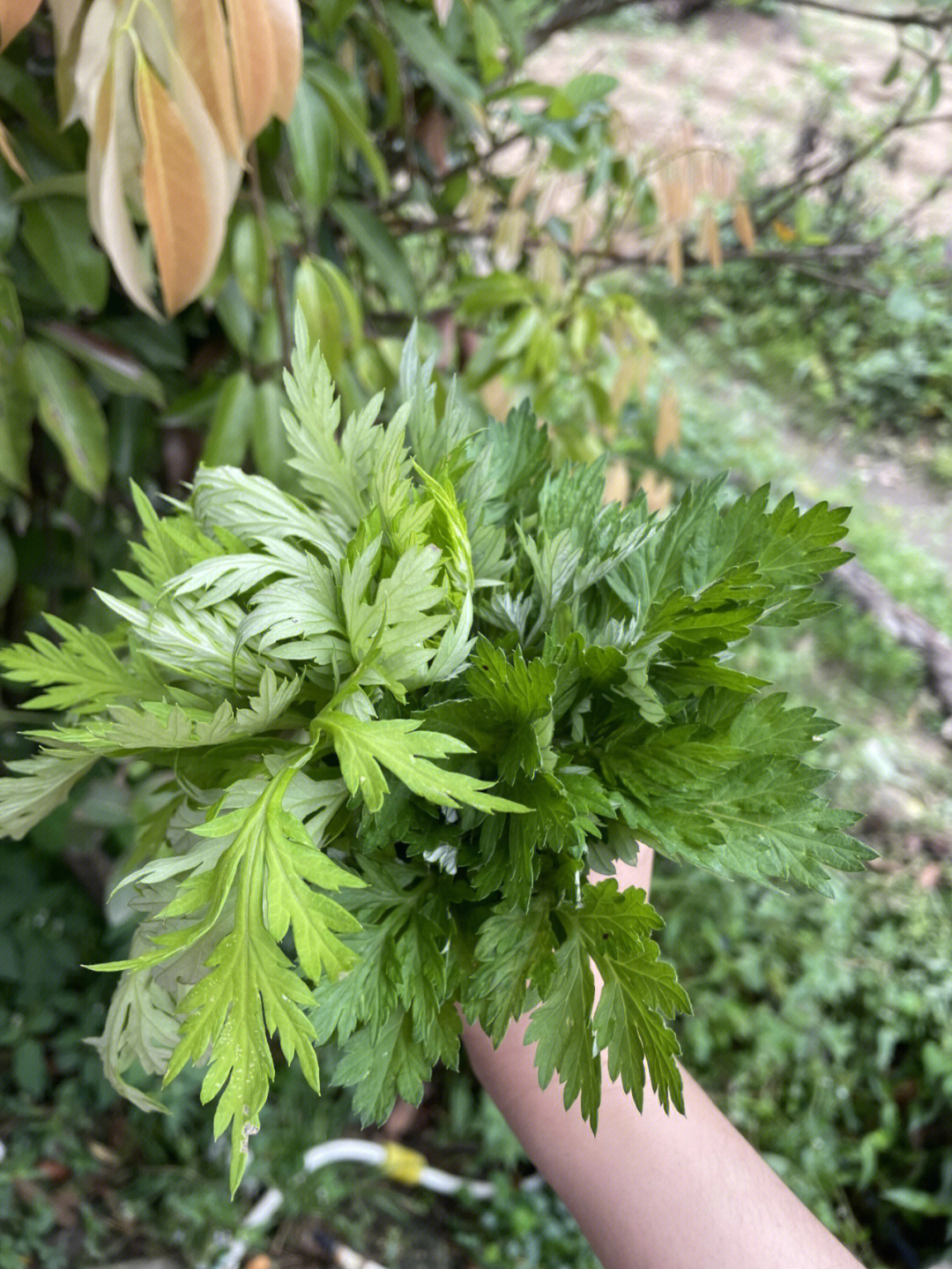 艾草有几种品种图片图片