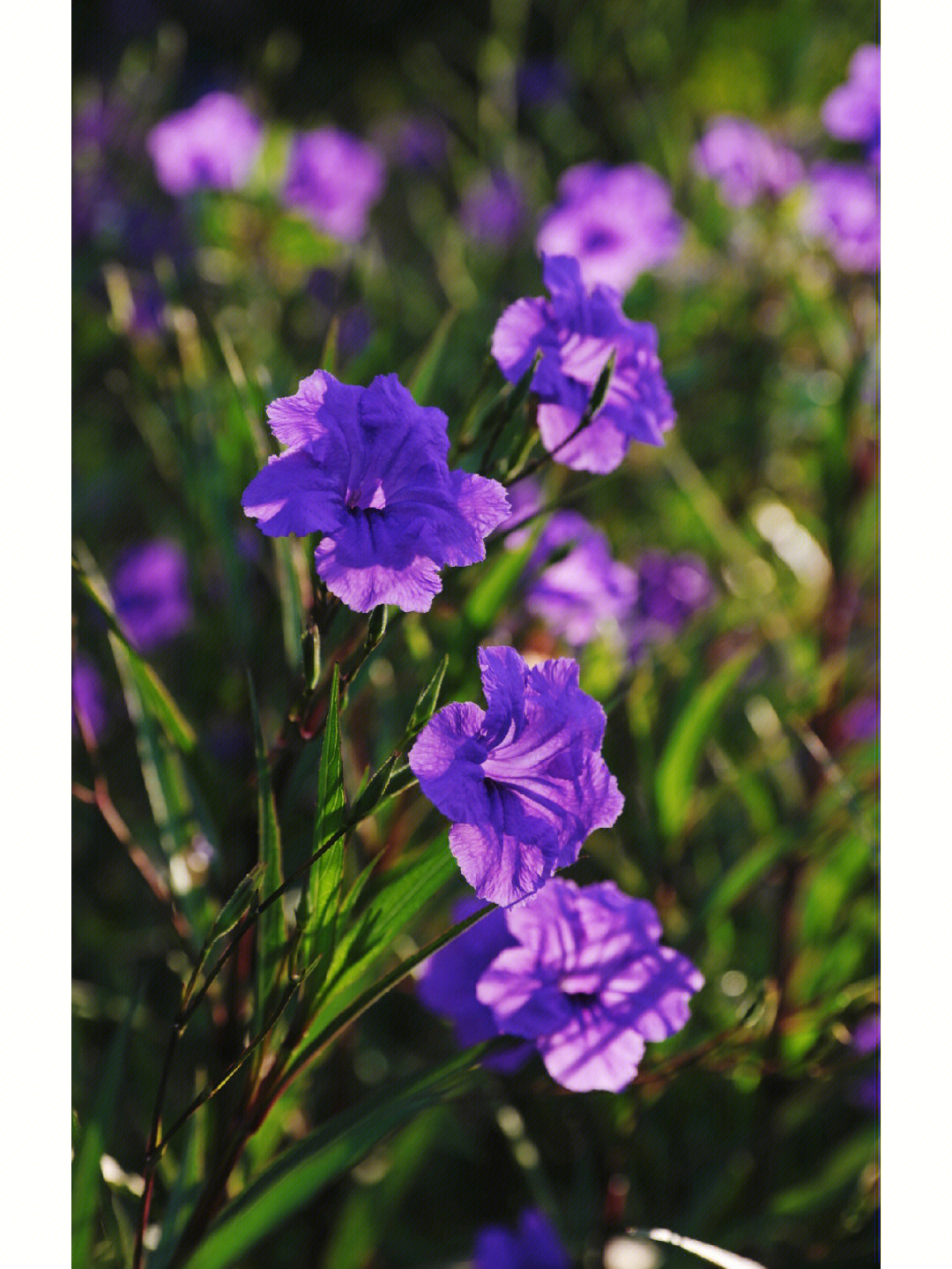 蓝花草种植繁殖图片