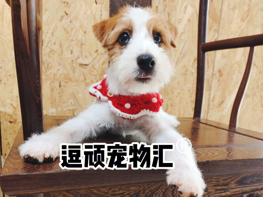 杰克罗素梗犬200元钱图片