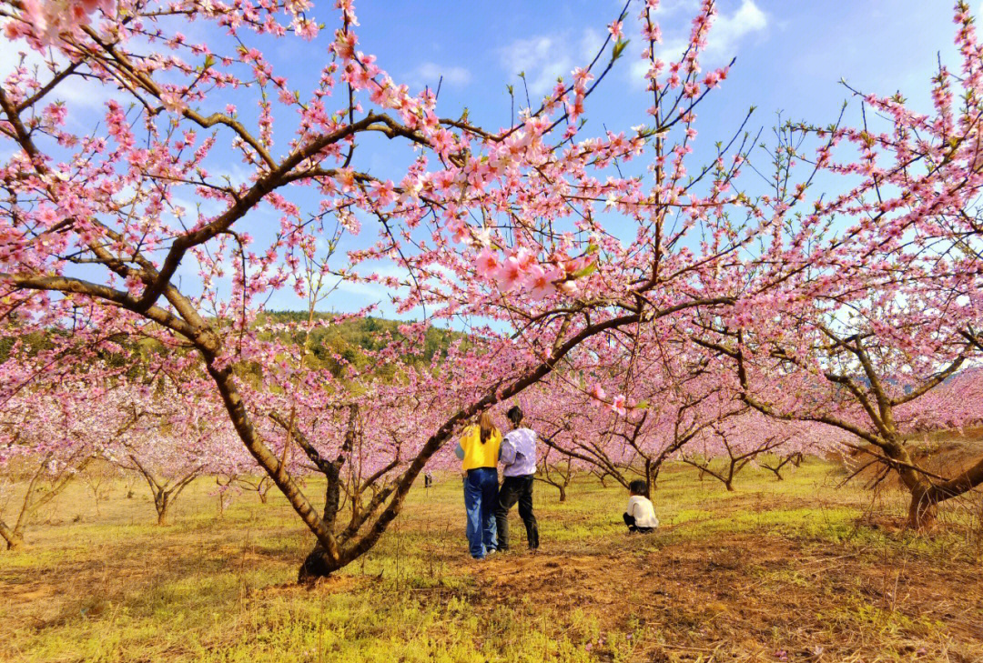 醉美三月桃花开#花的世界很美#又是一年桃花开#莲花桃园