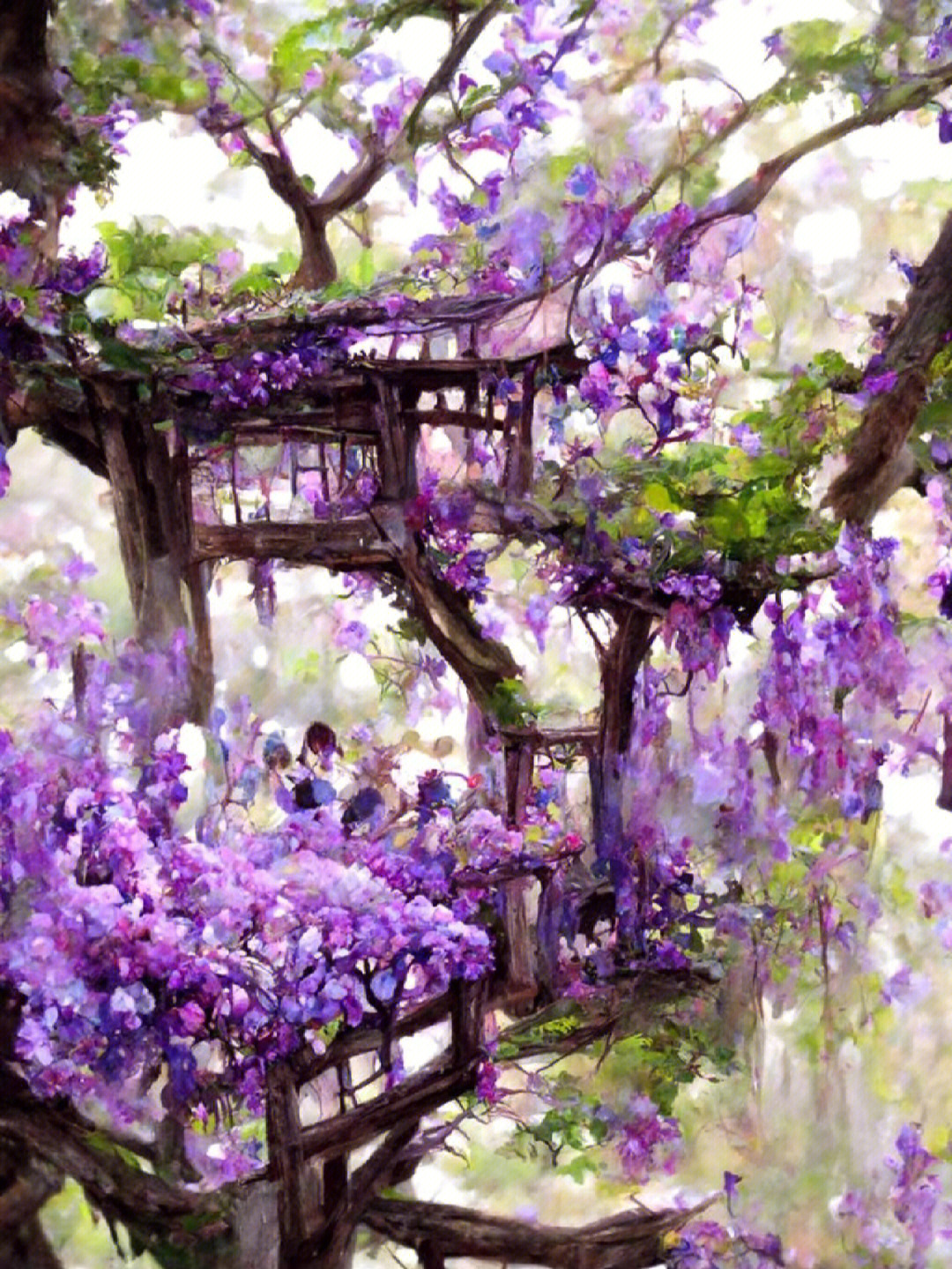 紫藤萝瀑布想象图片