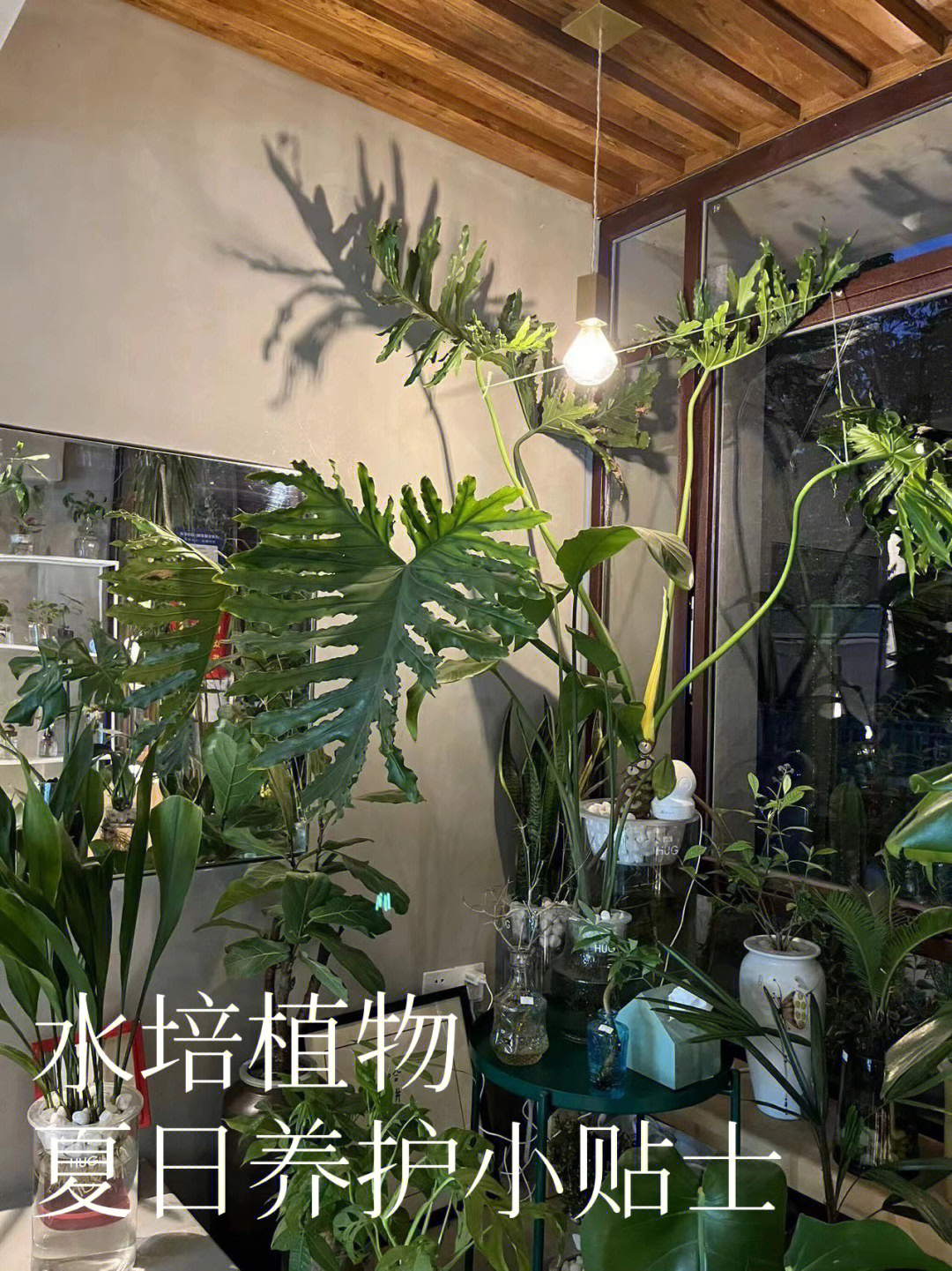 水培植物摆放禁忌图片