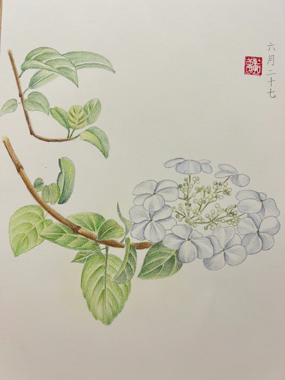 琼花简笔画图片大全图片