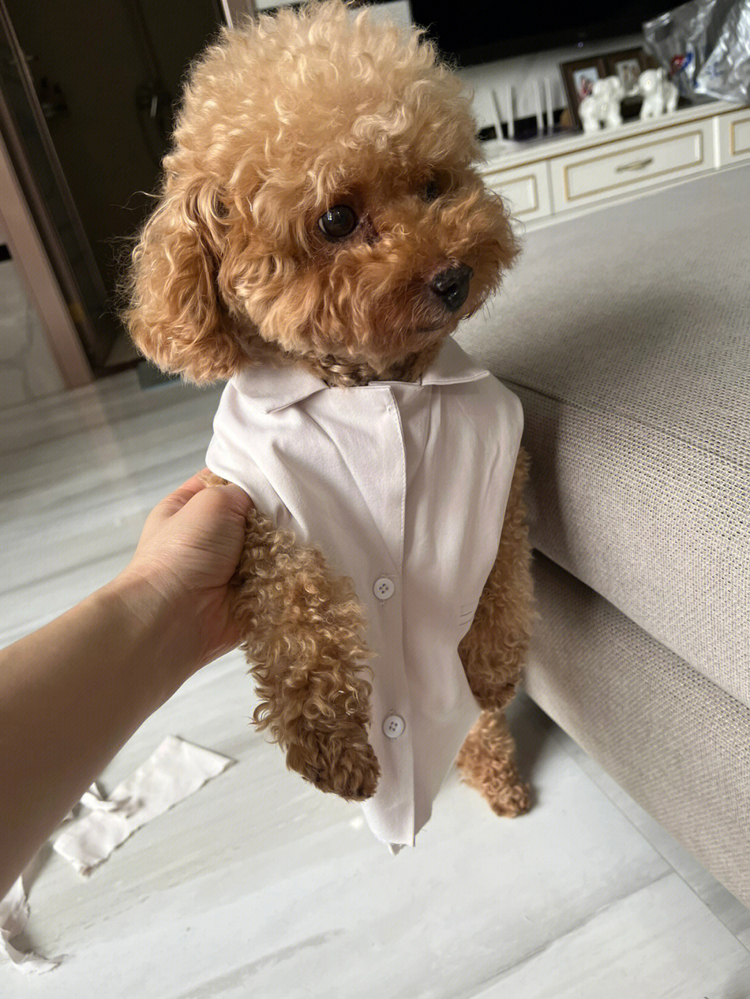 旧衣服给狗狗做衣服图片