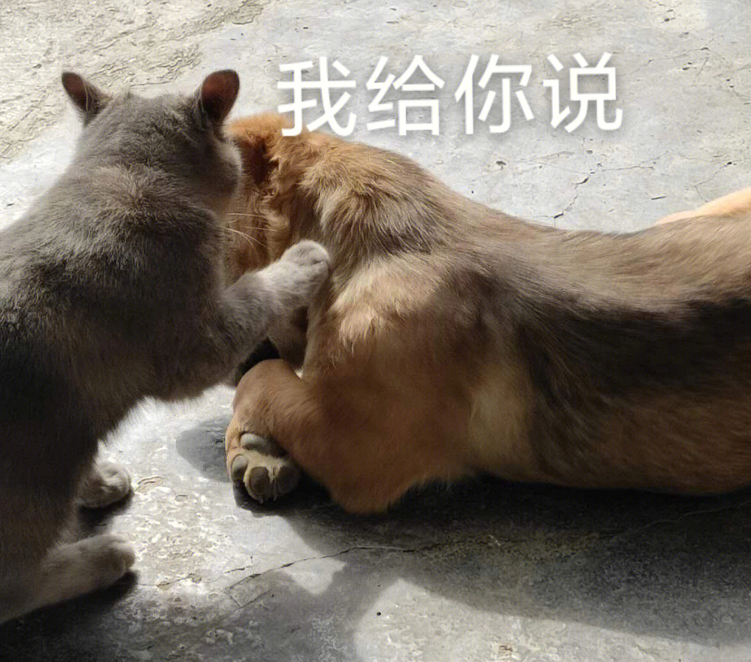 猫狗一起表情包图片