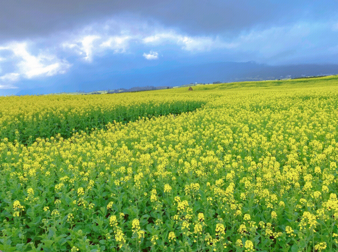 罗平油菜花海