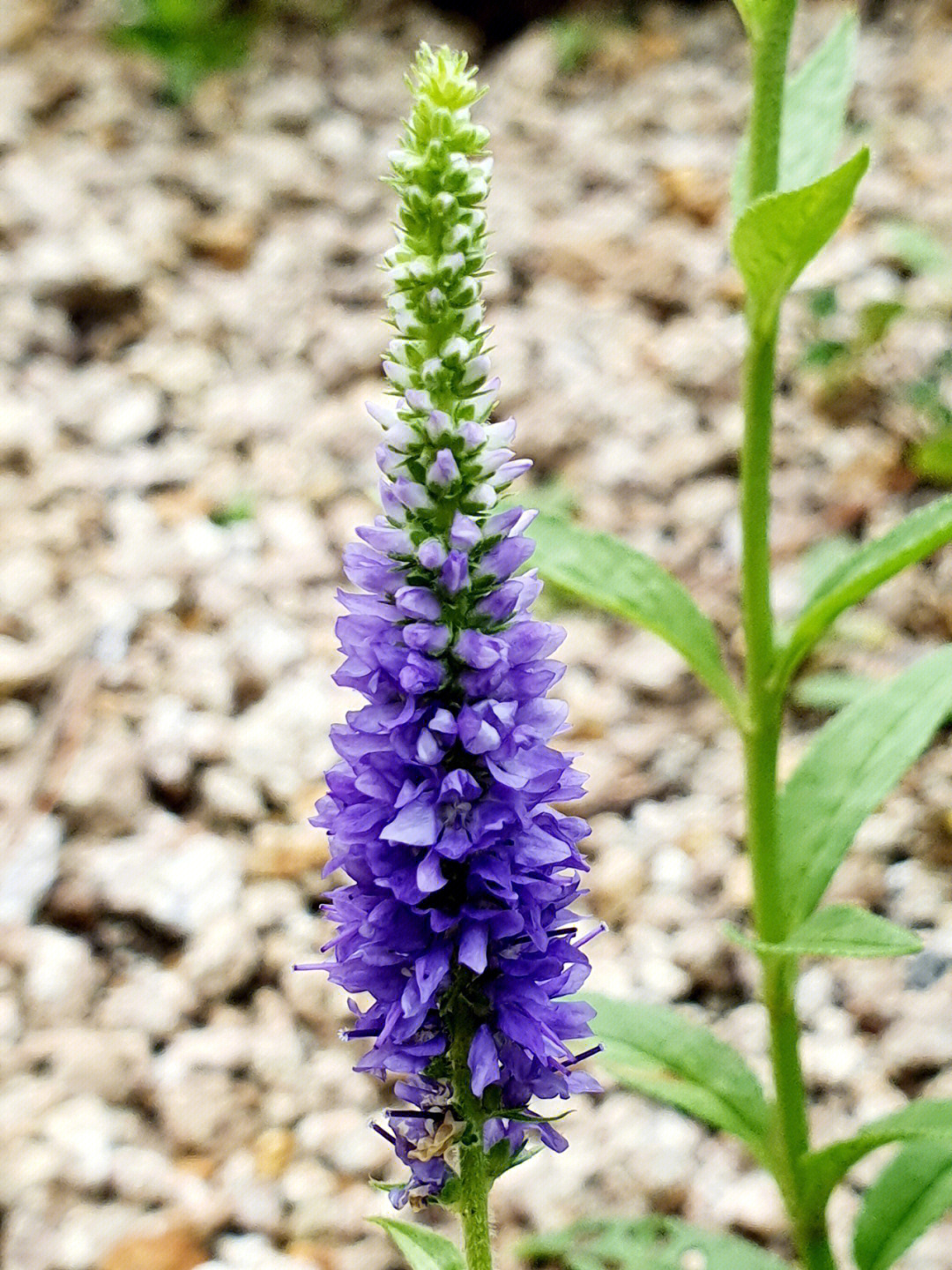 穗花婆婆纳