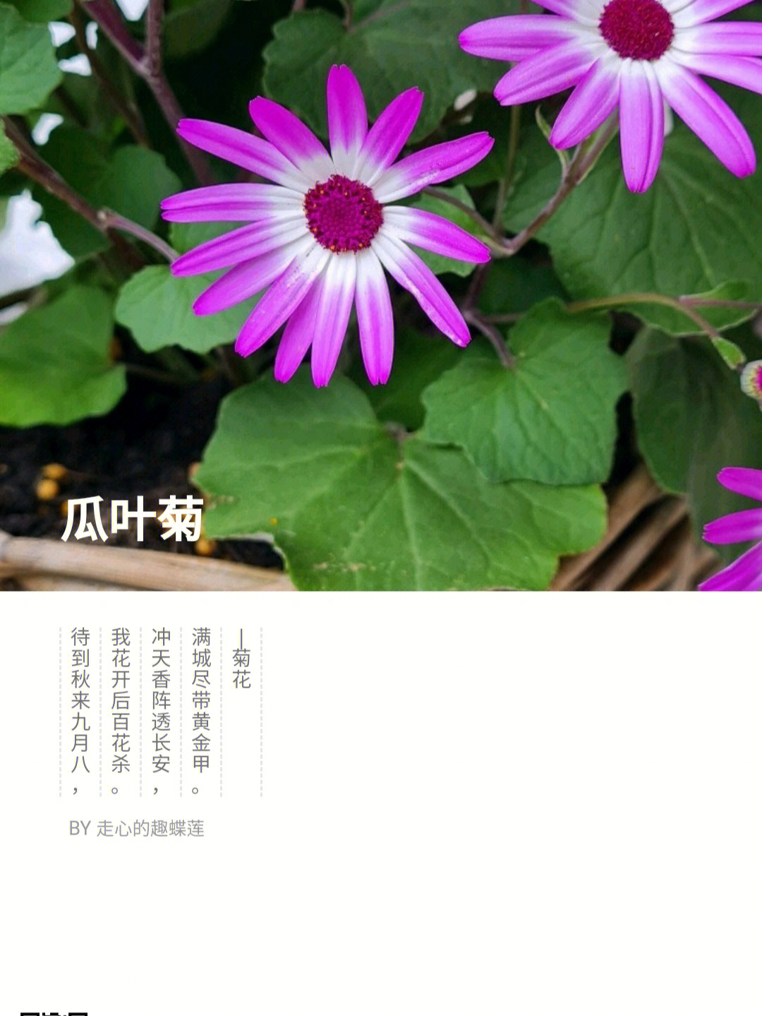 瓜叶菊的花语图片