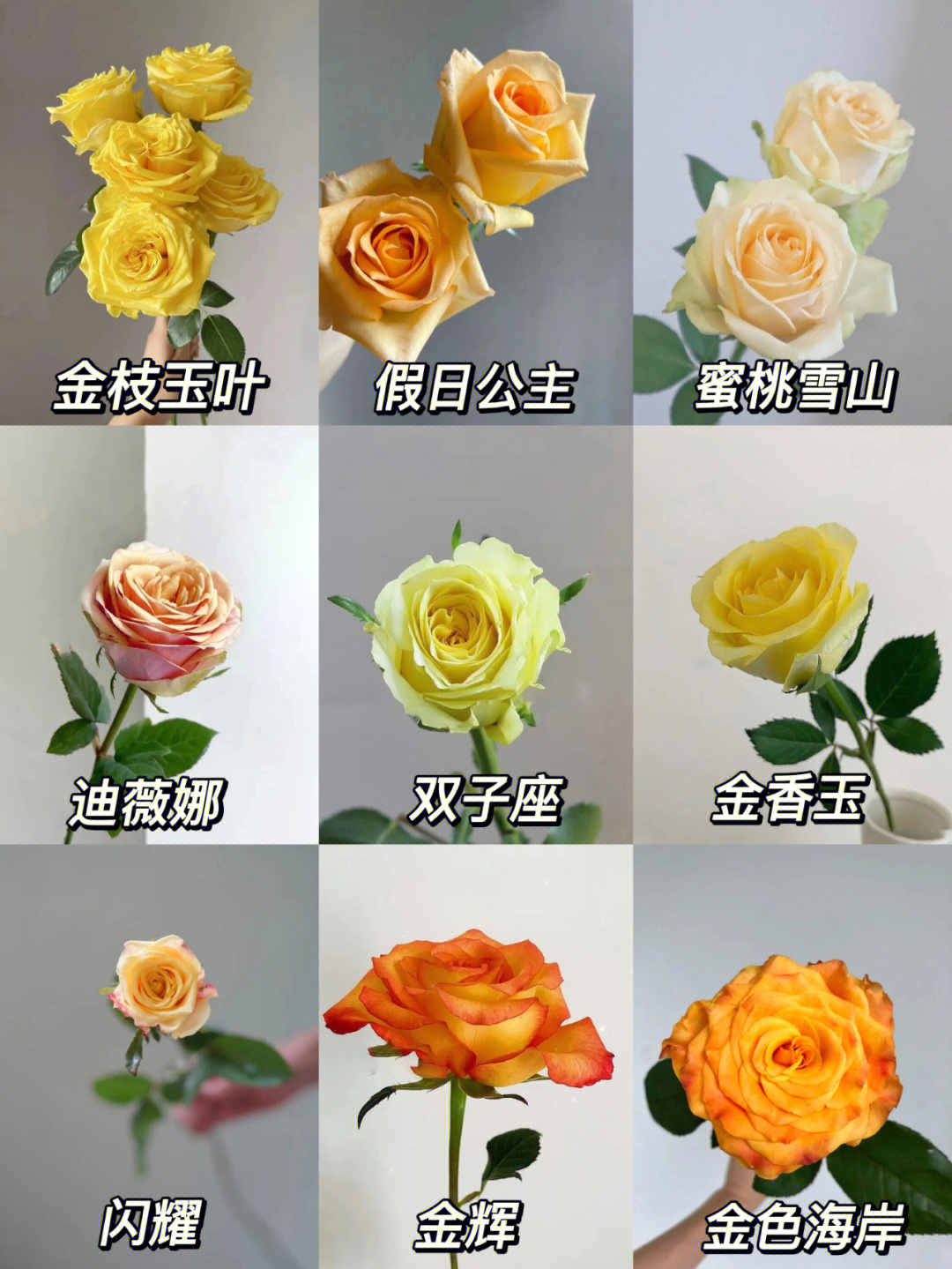 玫瑰品种图鉴橙黄色玫瑰系列