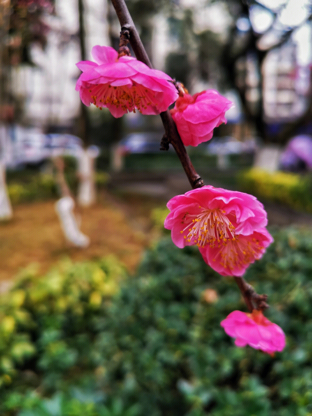 杏花的结构示意图图片