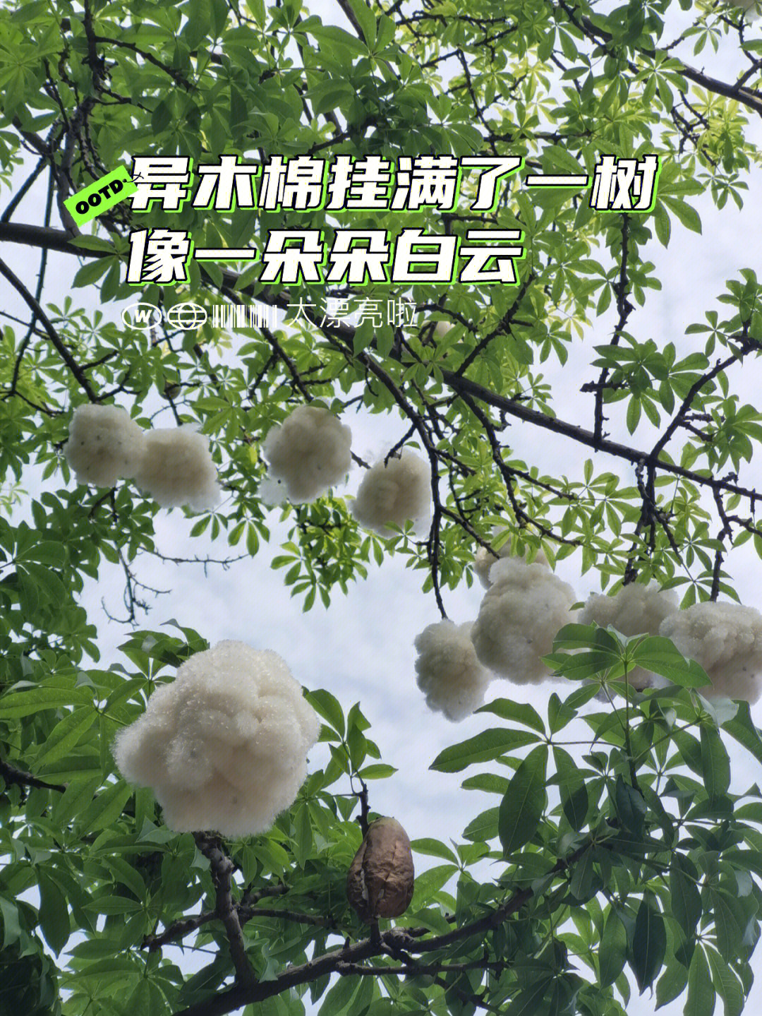 美丽异木棉棉絮图片