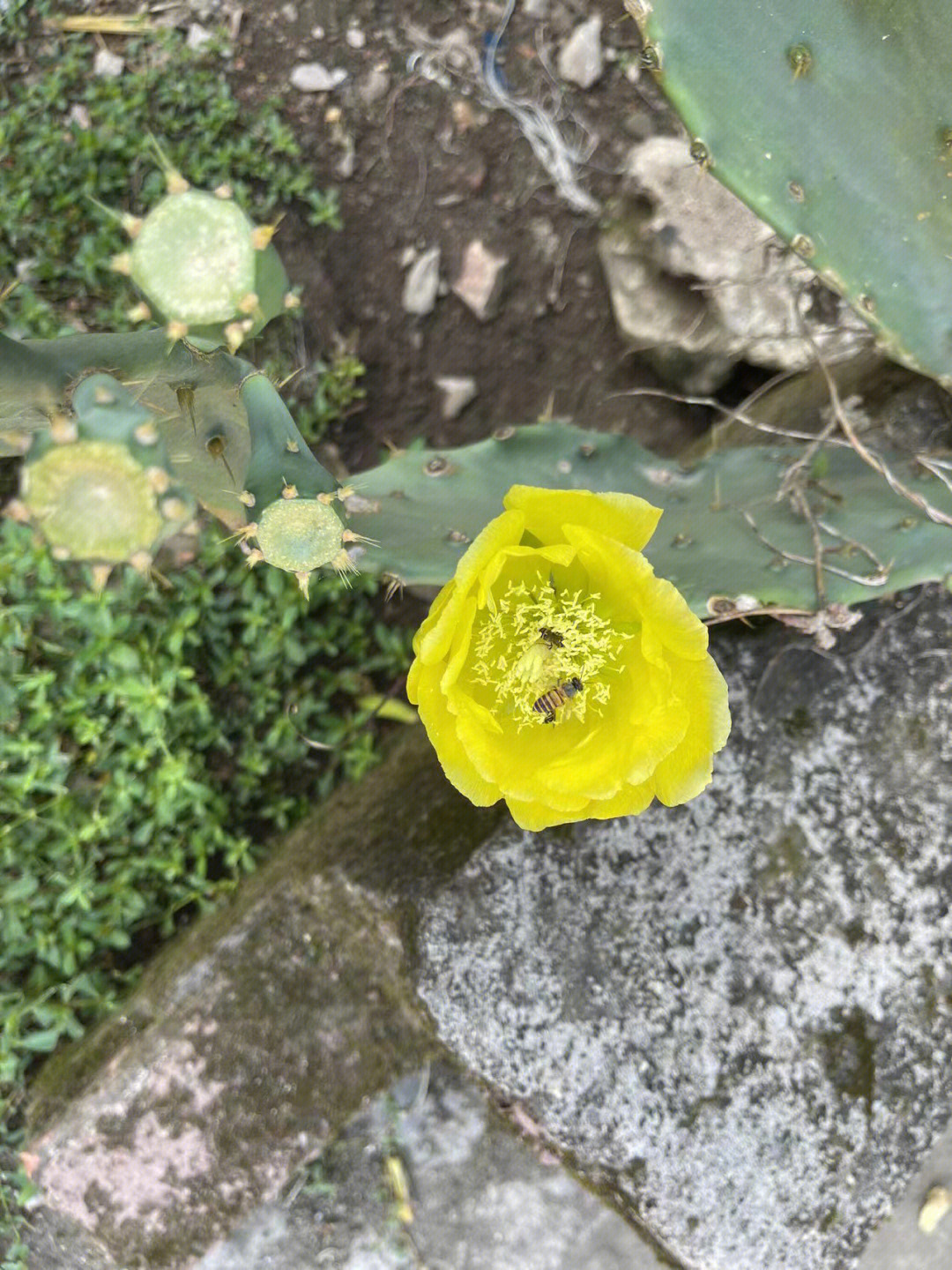 好看的仙人掌花