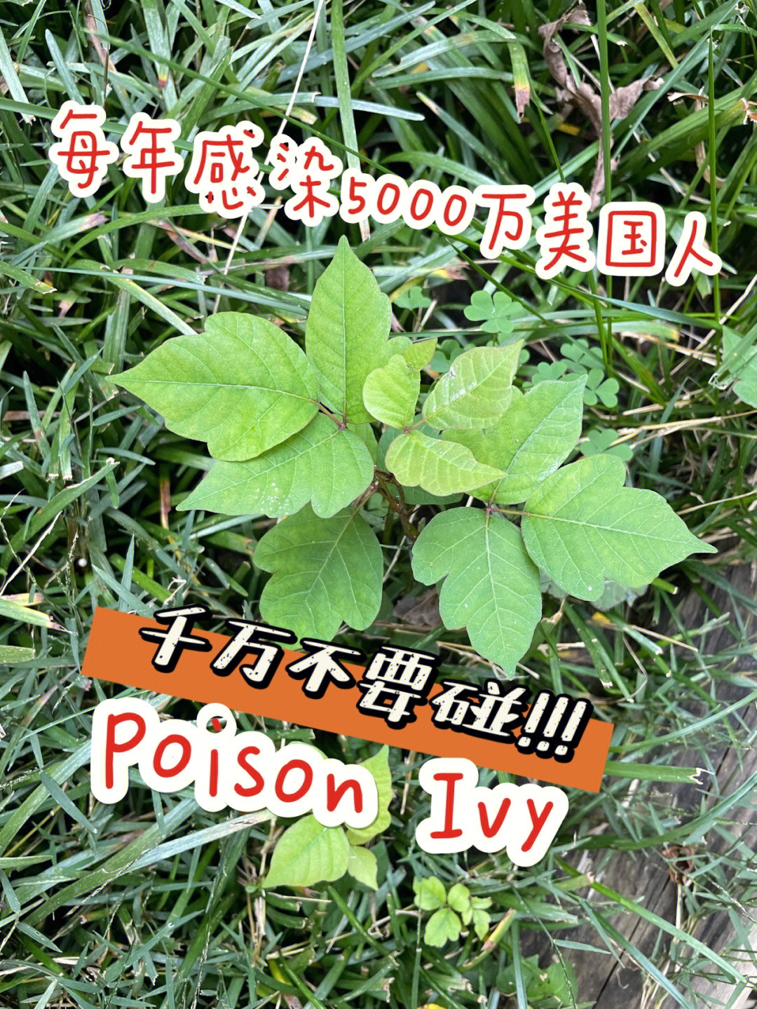 poisonivy植物图片