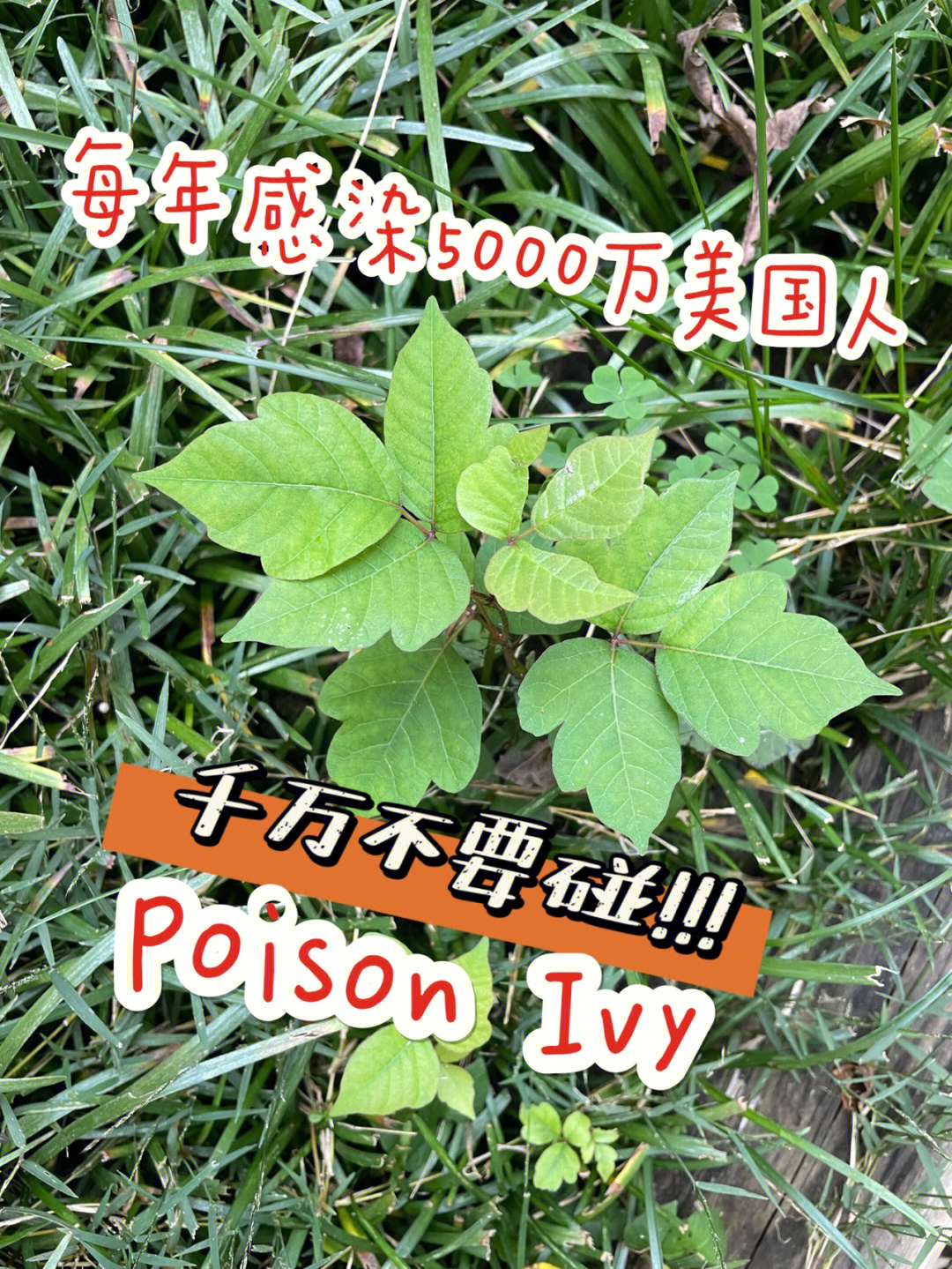 poison的中文意思图片