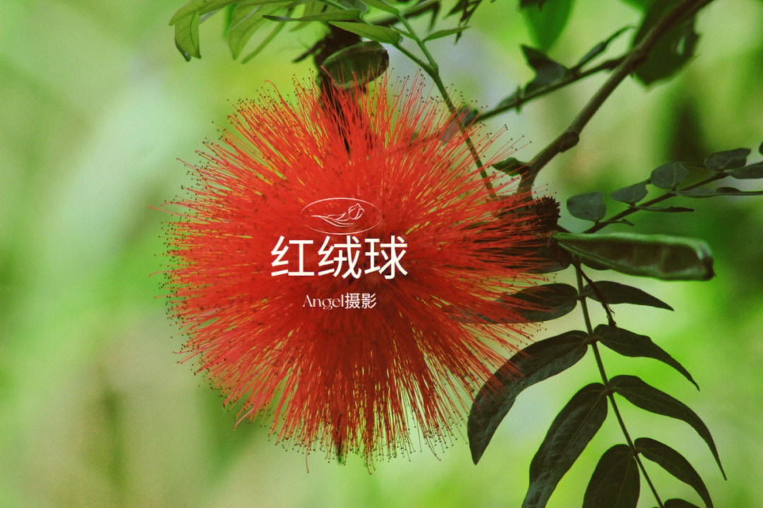 红绒球,朱缨花(学名:calliandra haematocephala hassk.