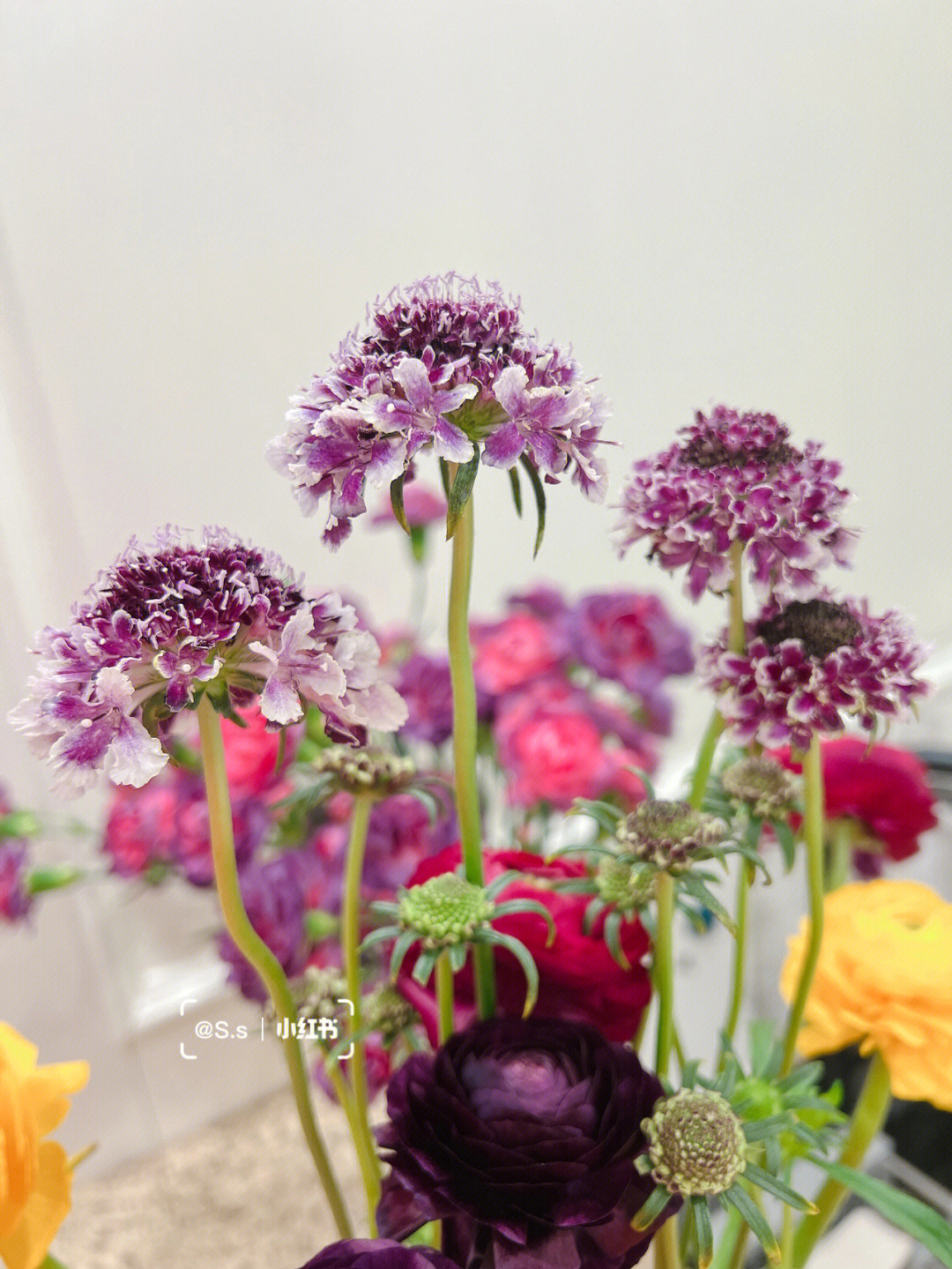 紫色白边松虫草圣代花