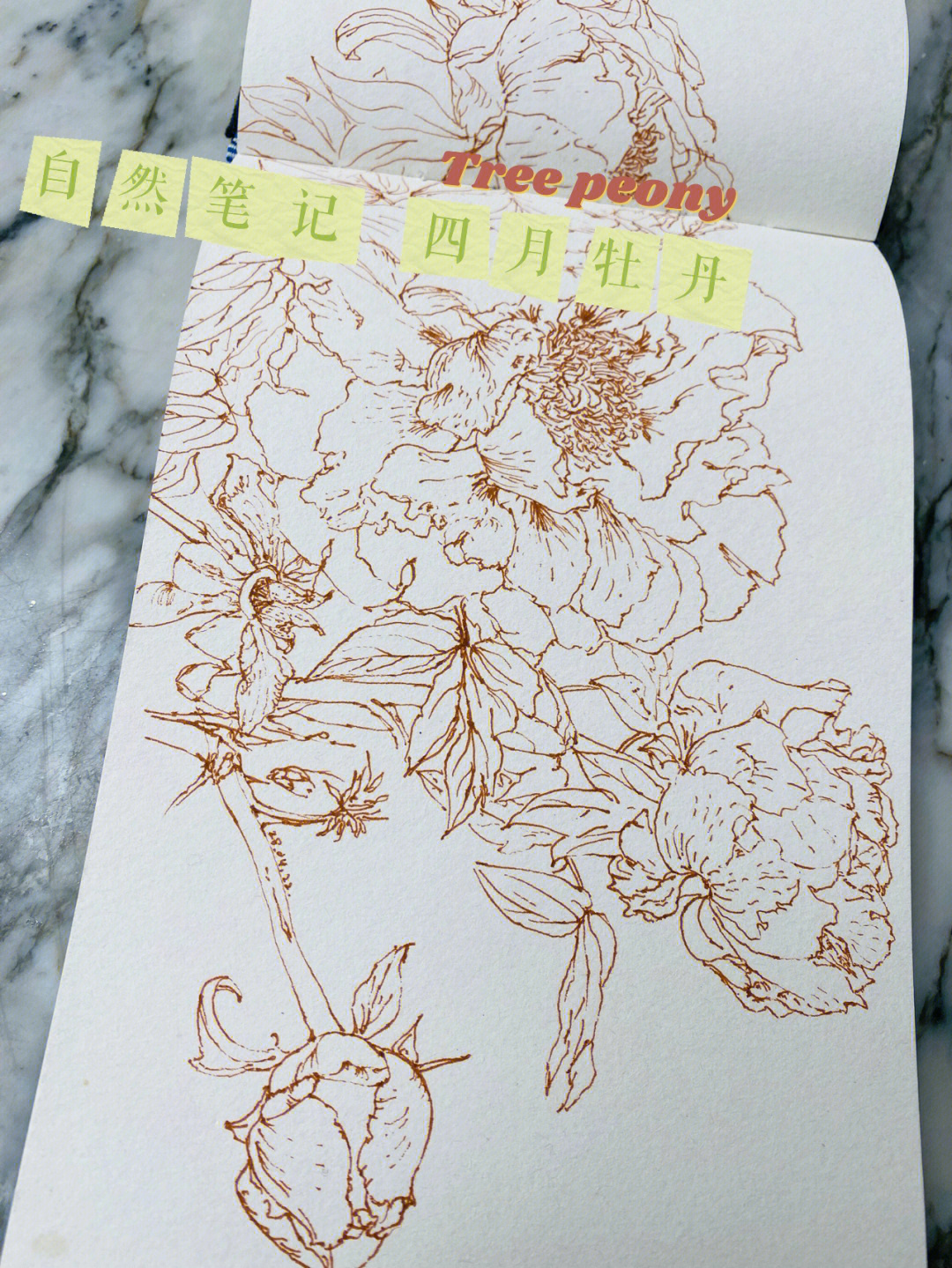 牡丹花自然笔记图片