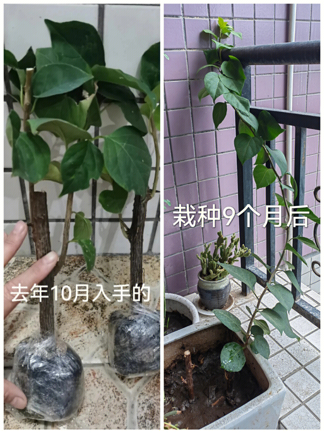 十年老苗的三角梅栽种9月后拴q