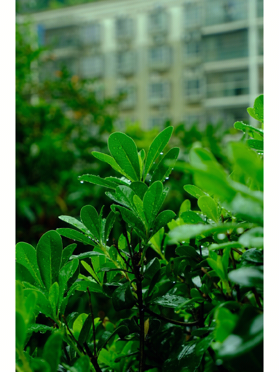 雨水花园常用植物图片