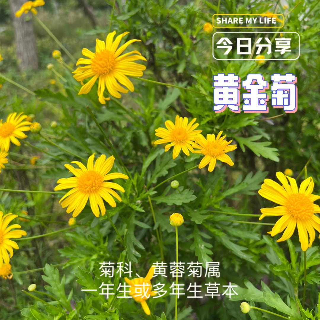 野花野草no10黄金菊