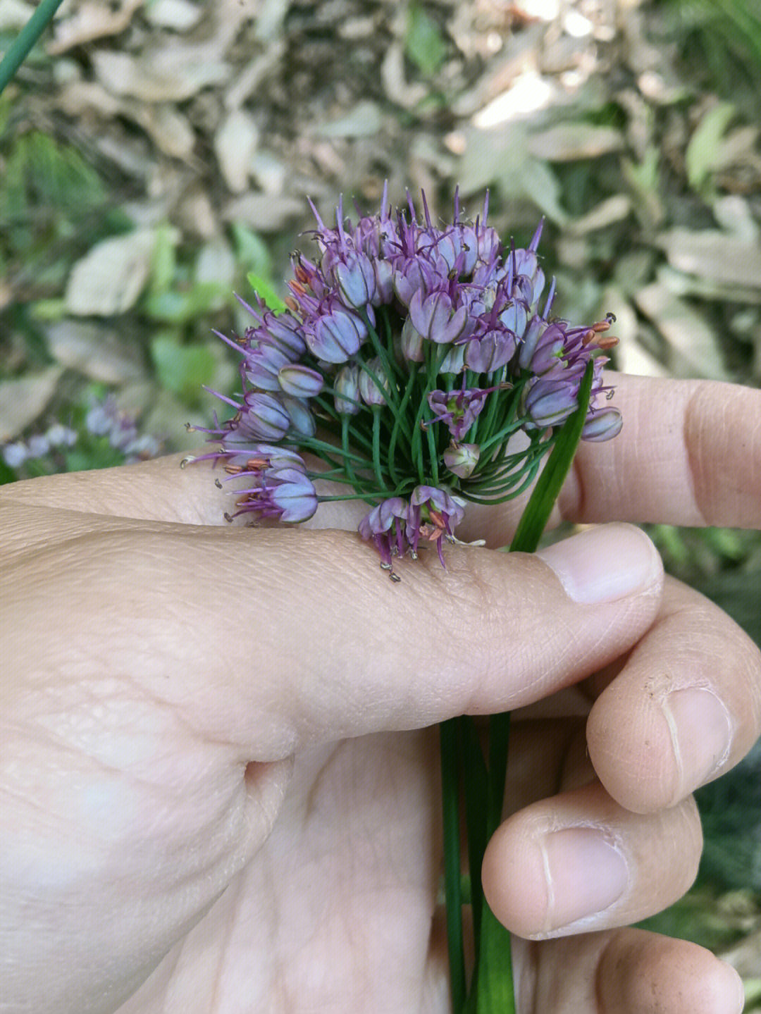 这是什么植物识别拍照图片