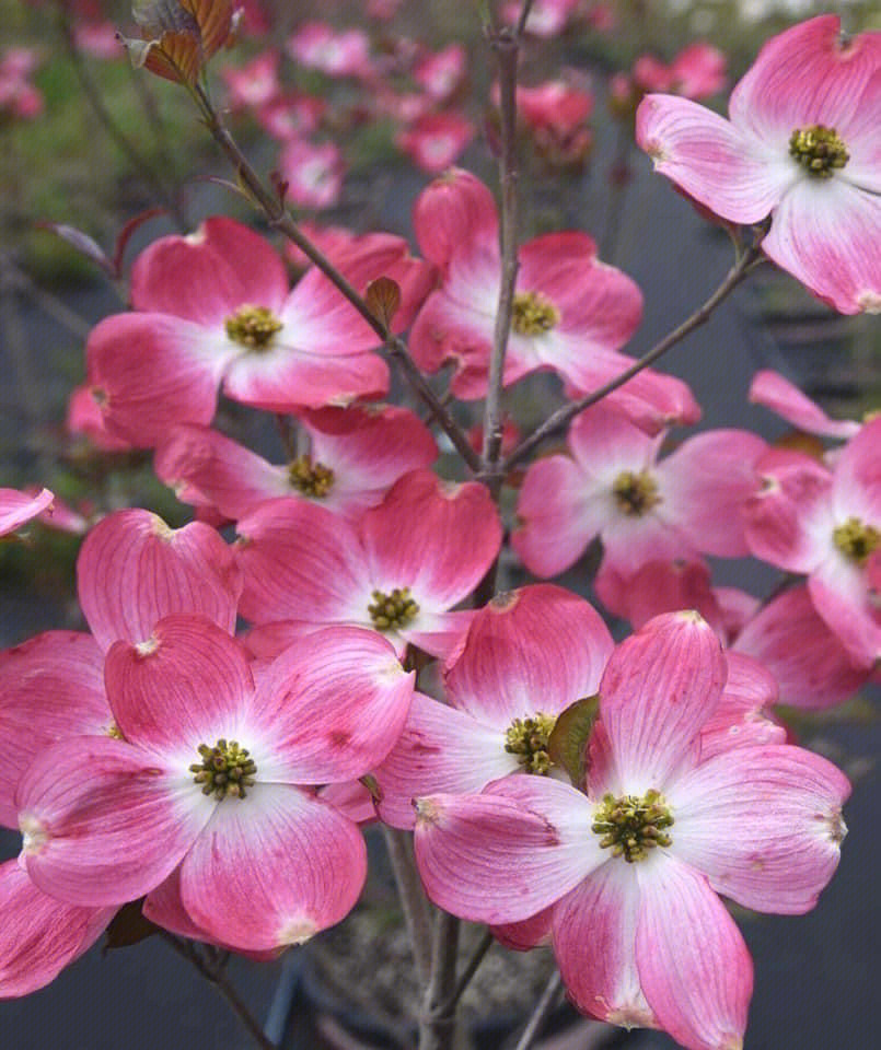 多花梾木花语图片