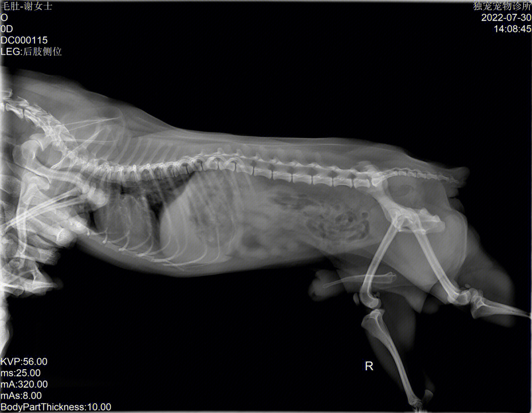 犬髌骨脱位x光图片图片