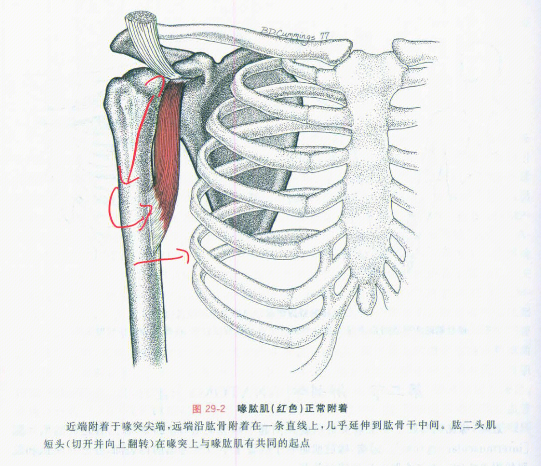 两肩胛骨喙突图片