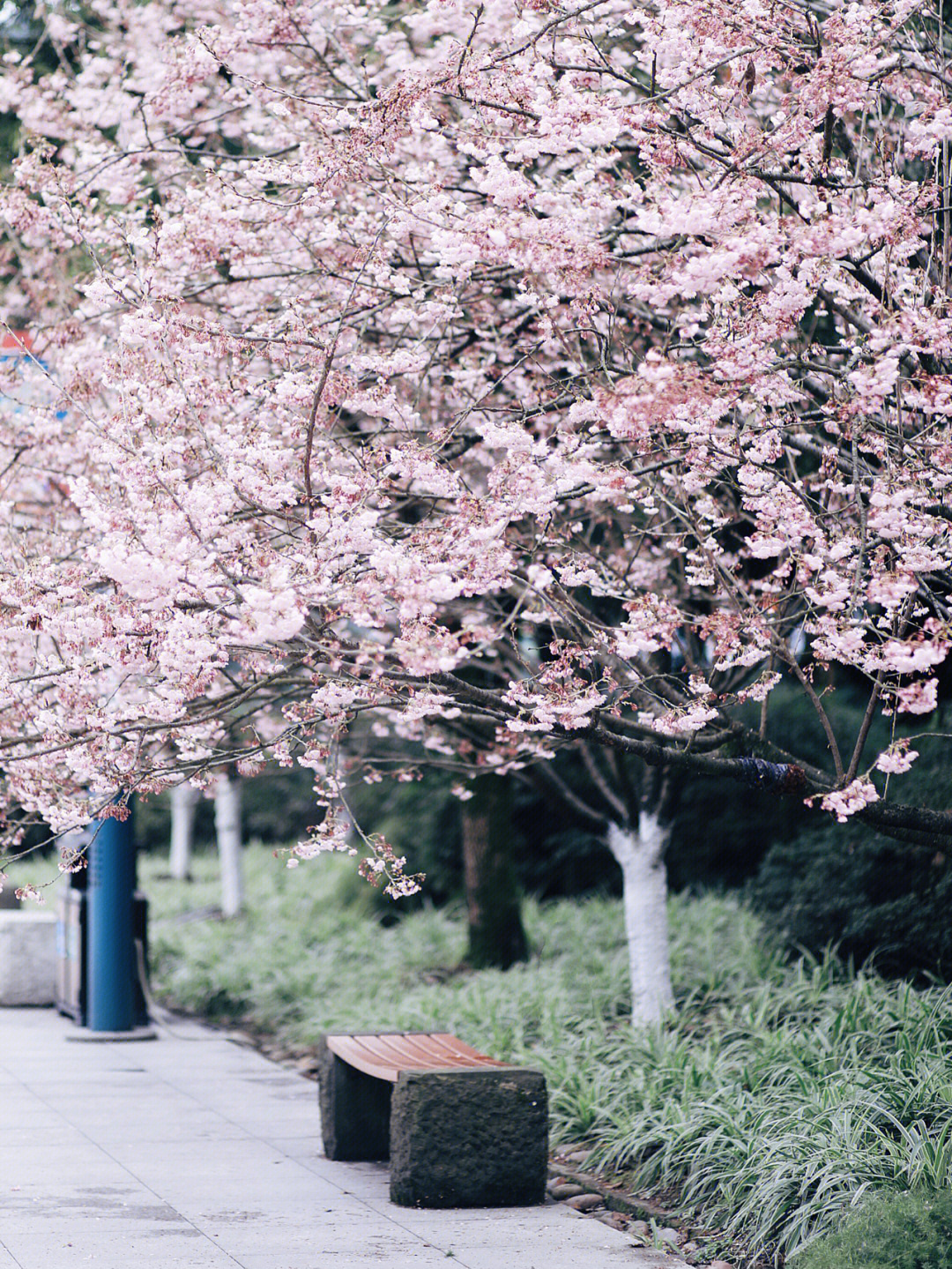 重庆璧山樱花图片