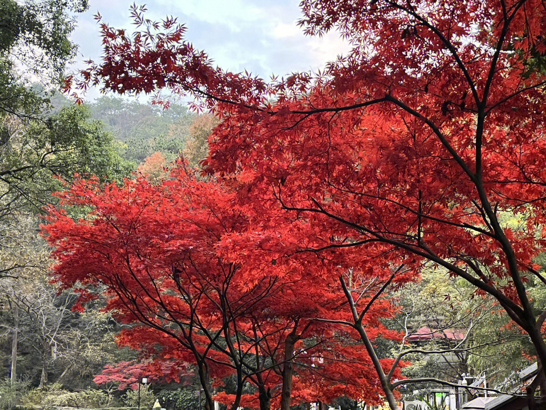 岳麓山枫叶图片