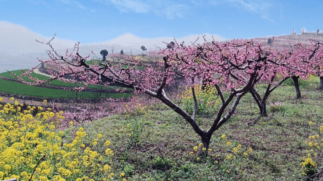 宝鸡厥湾村桃花盛开的地方