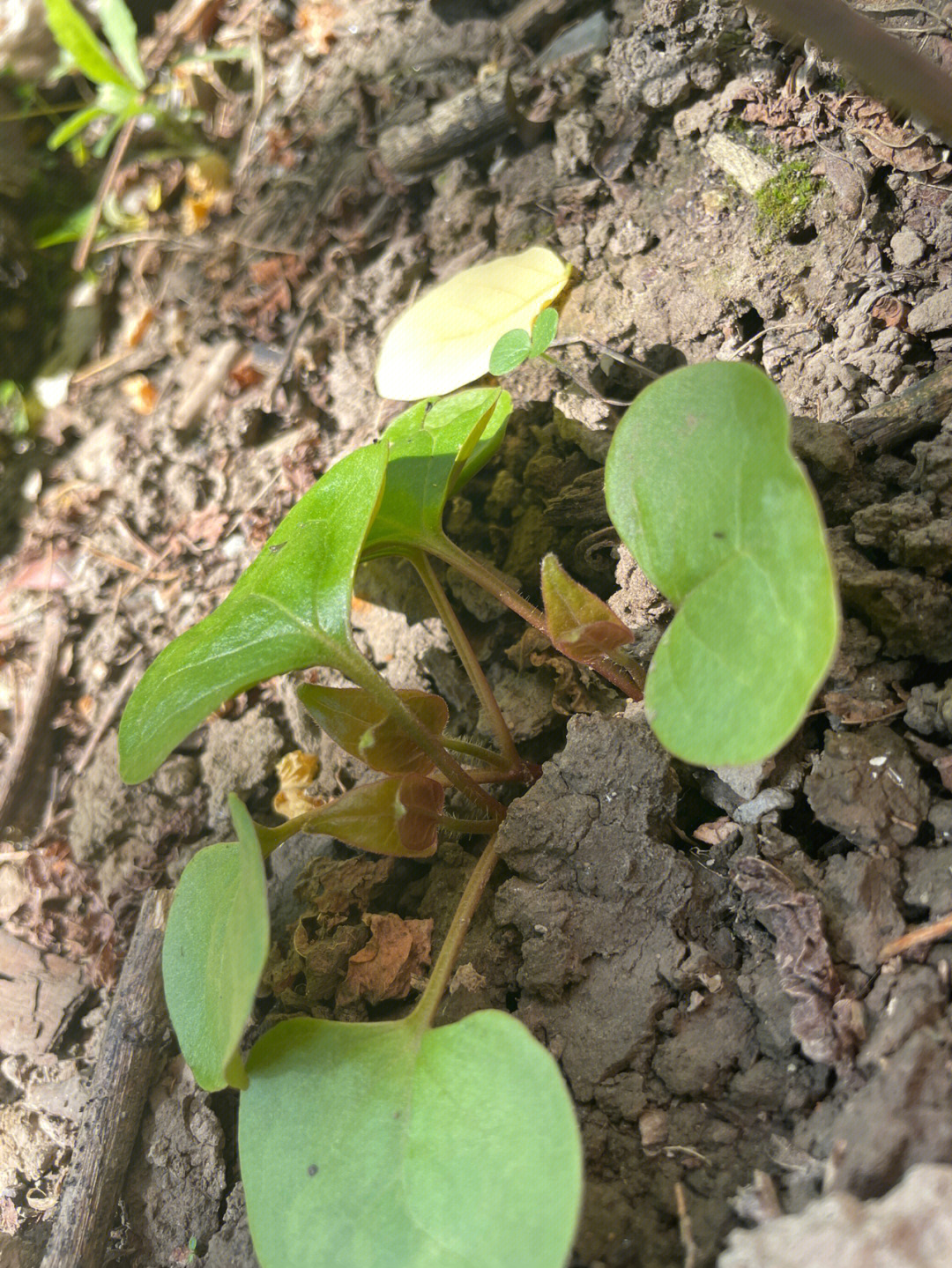 地雷花发芽的样子图片