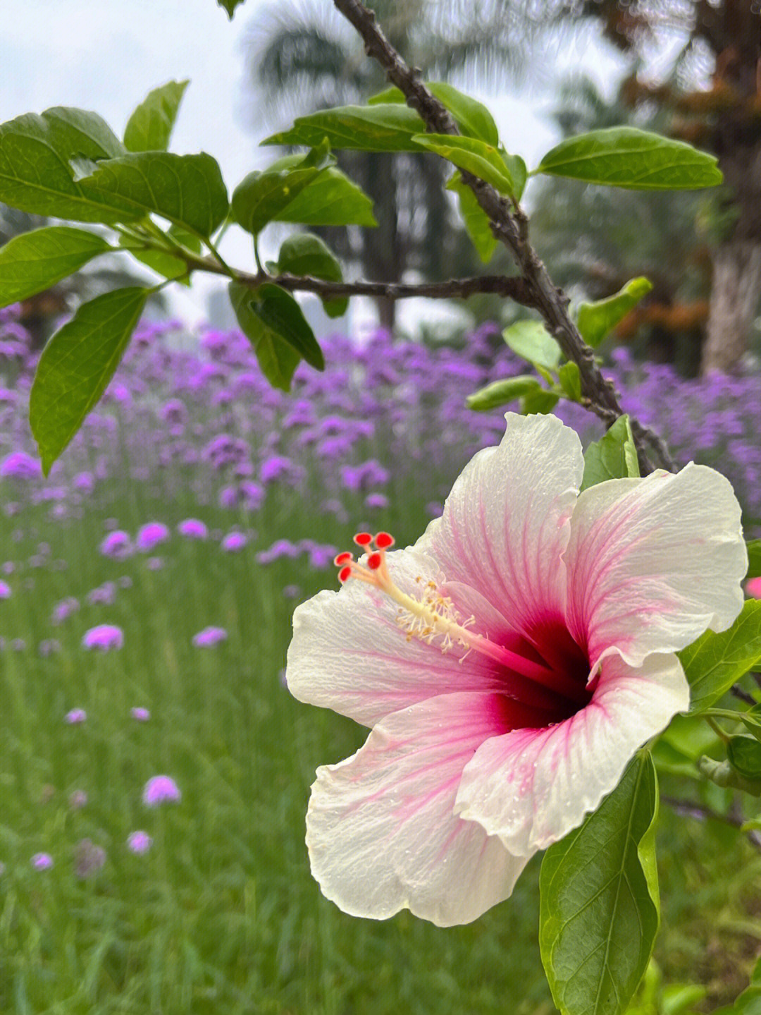 保利养生谷花卉公园图片