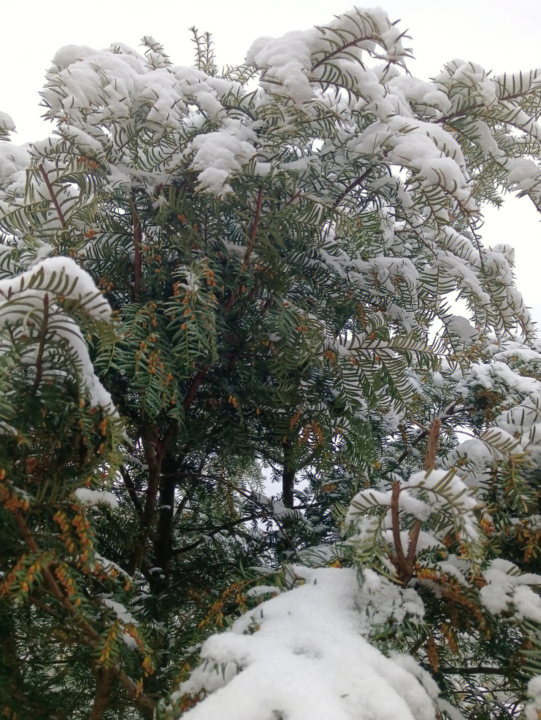 雪上写着2020图片图片