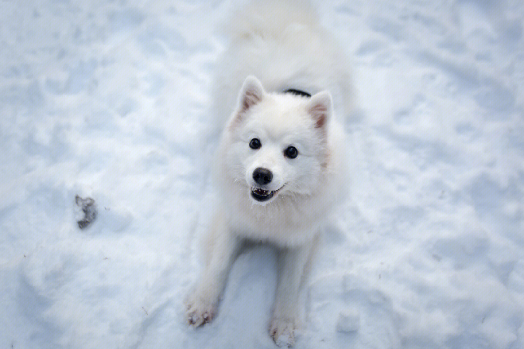 听说下雪天与爱斯基摩犬更配哦