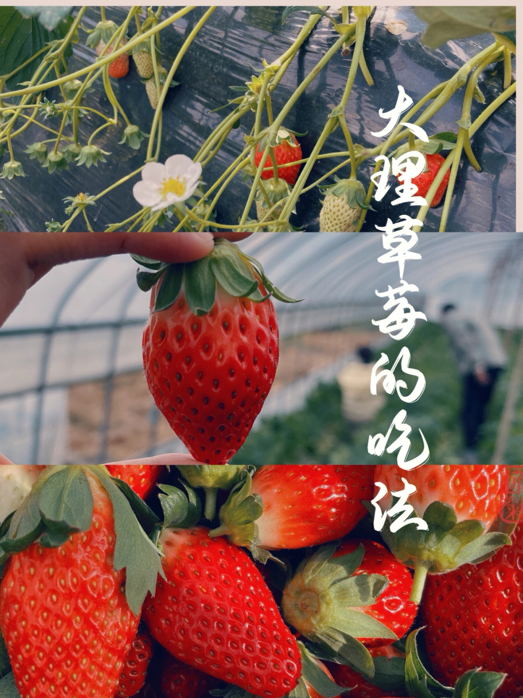 牛奶草莓 功效图片