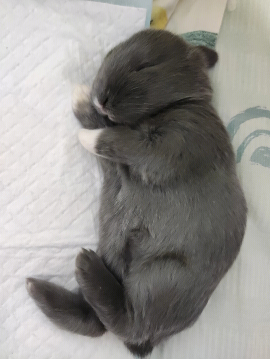垂耳兔刚出生的样子图片