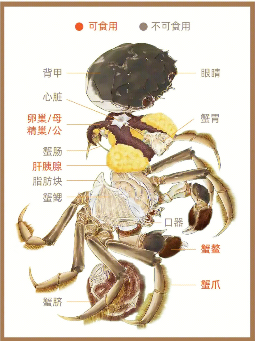 河蟹解剖图片图片