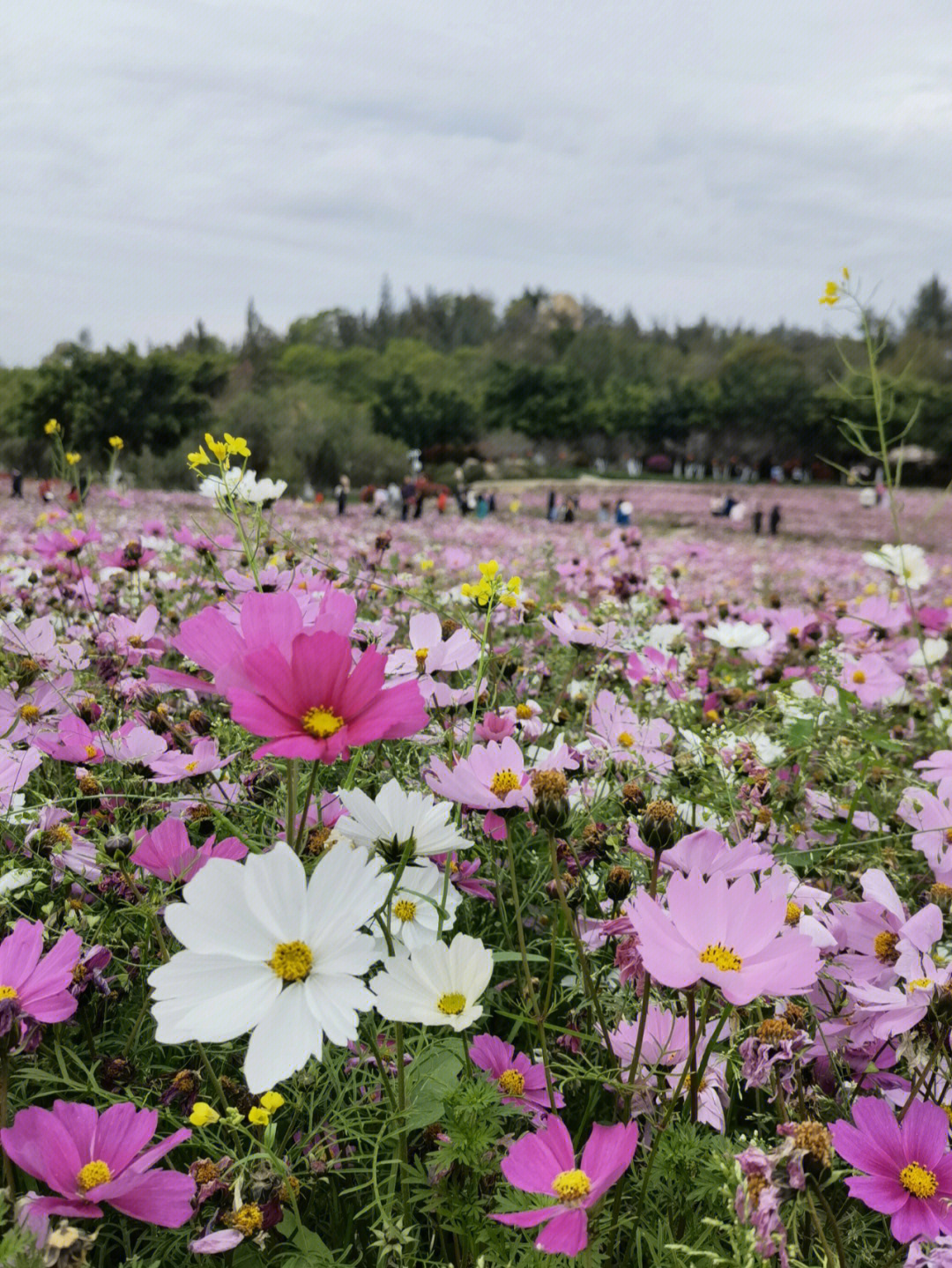 厦门香山公园花期图片