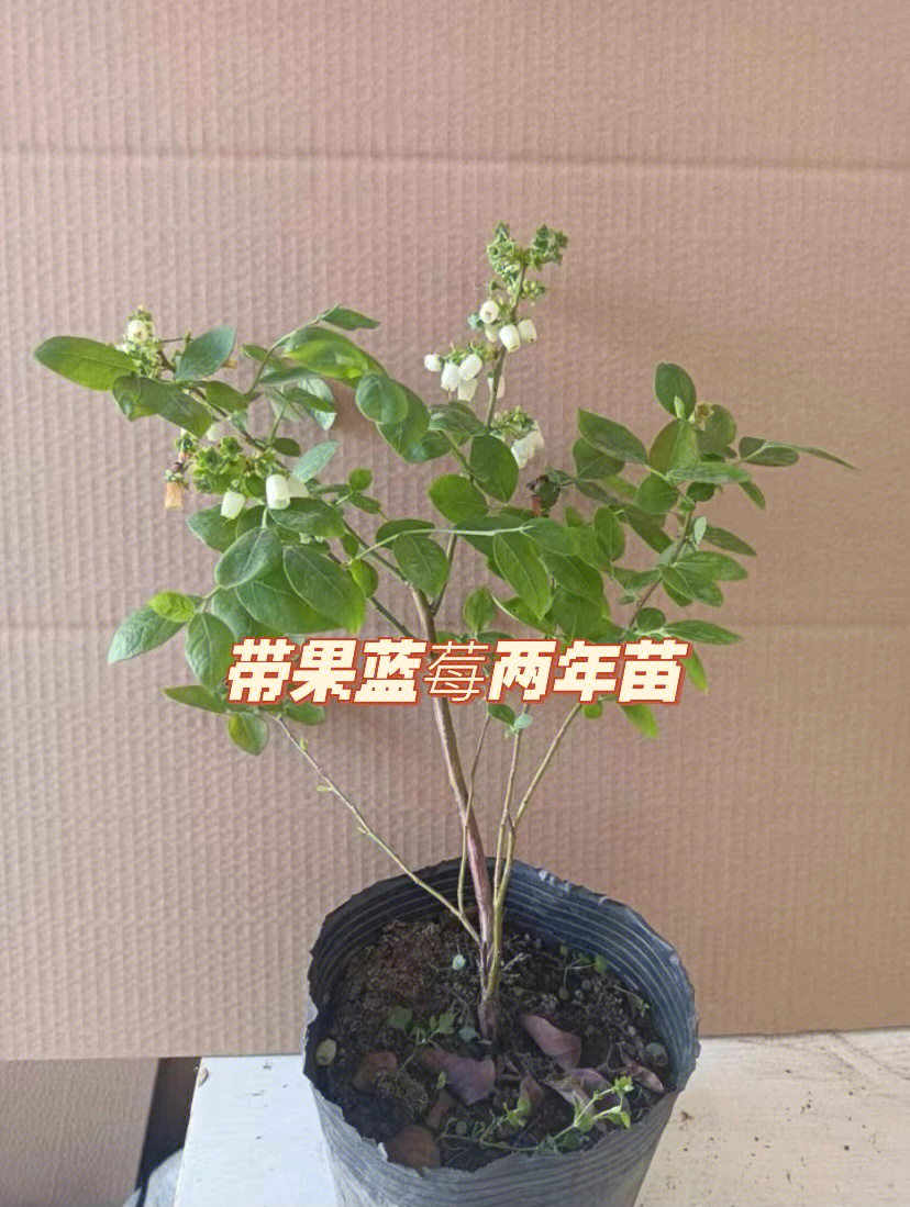 盆栽蓝莓两年苗