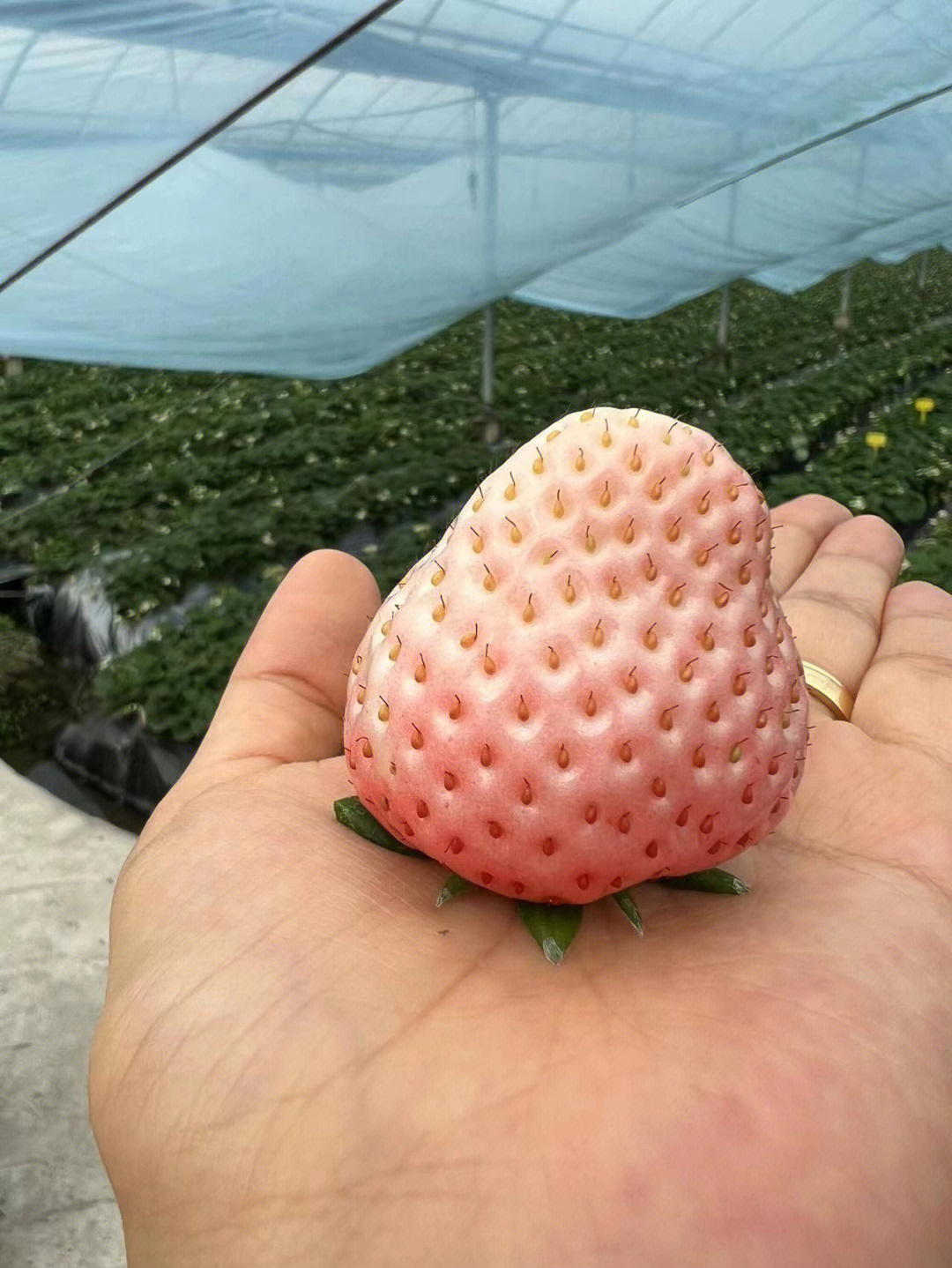 草莓208品种图片