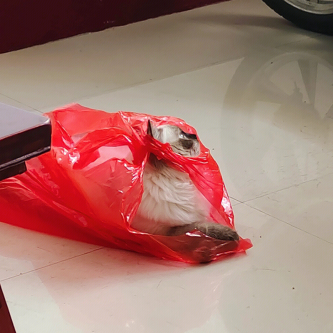 猫一直钻入塑料袋怎么办