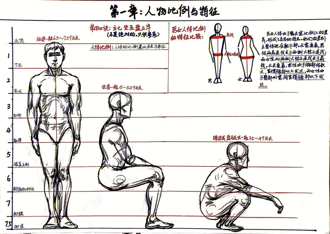 速写人体比例基本知识图片