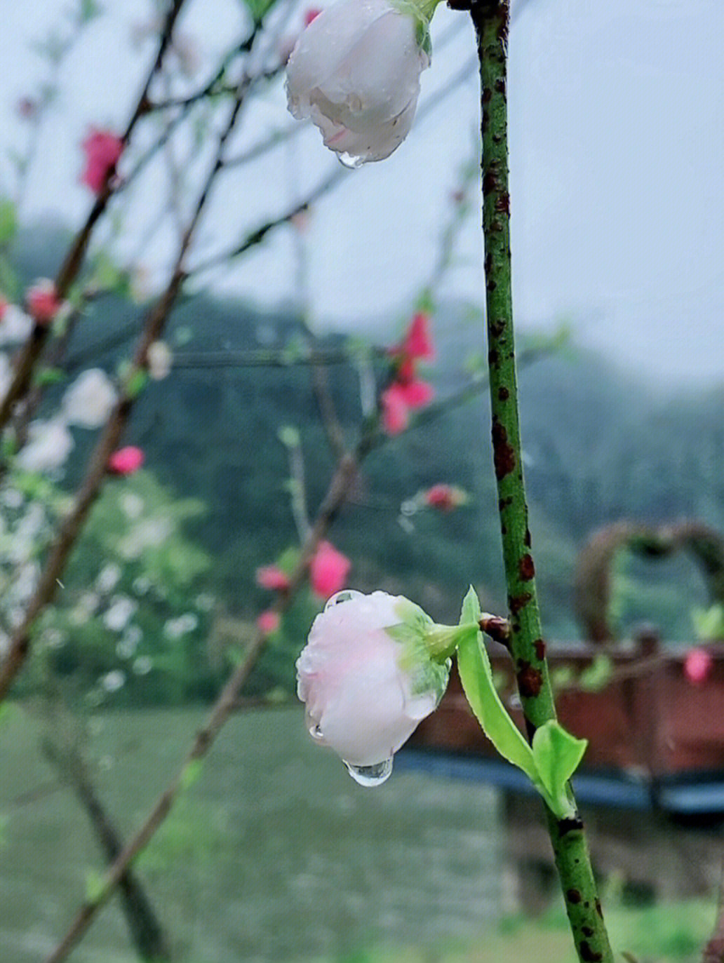 桃花别名红雨图片