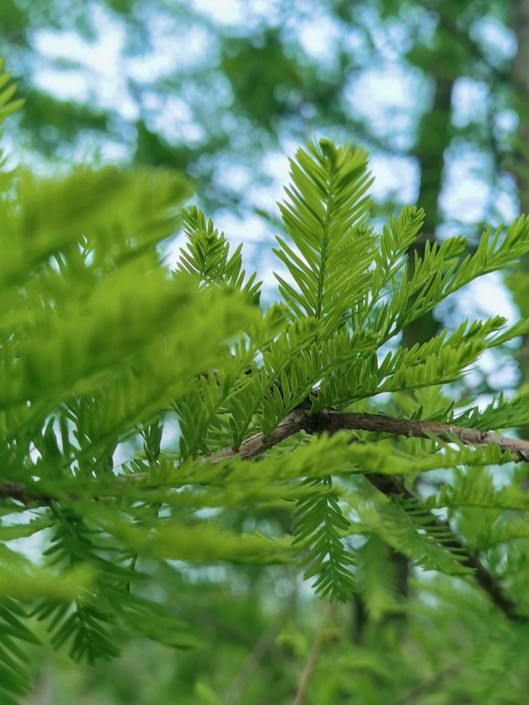 那春天的落羽杉就代表着不息的生命力量,枝条层层舒展,柔软下垂,倒映