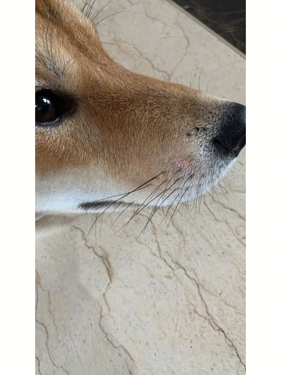 狗狗鼻子螨虫症状图片