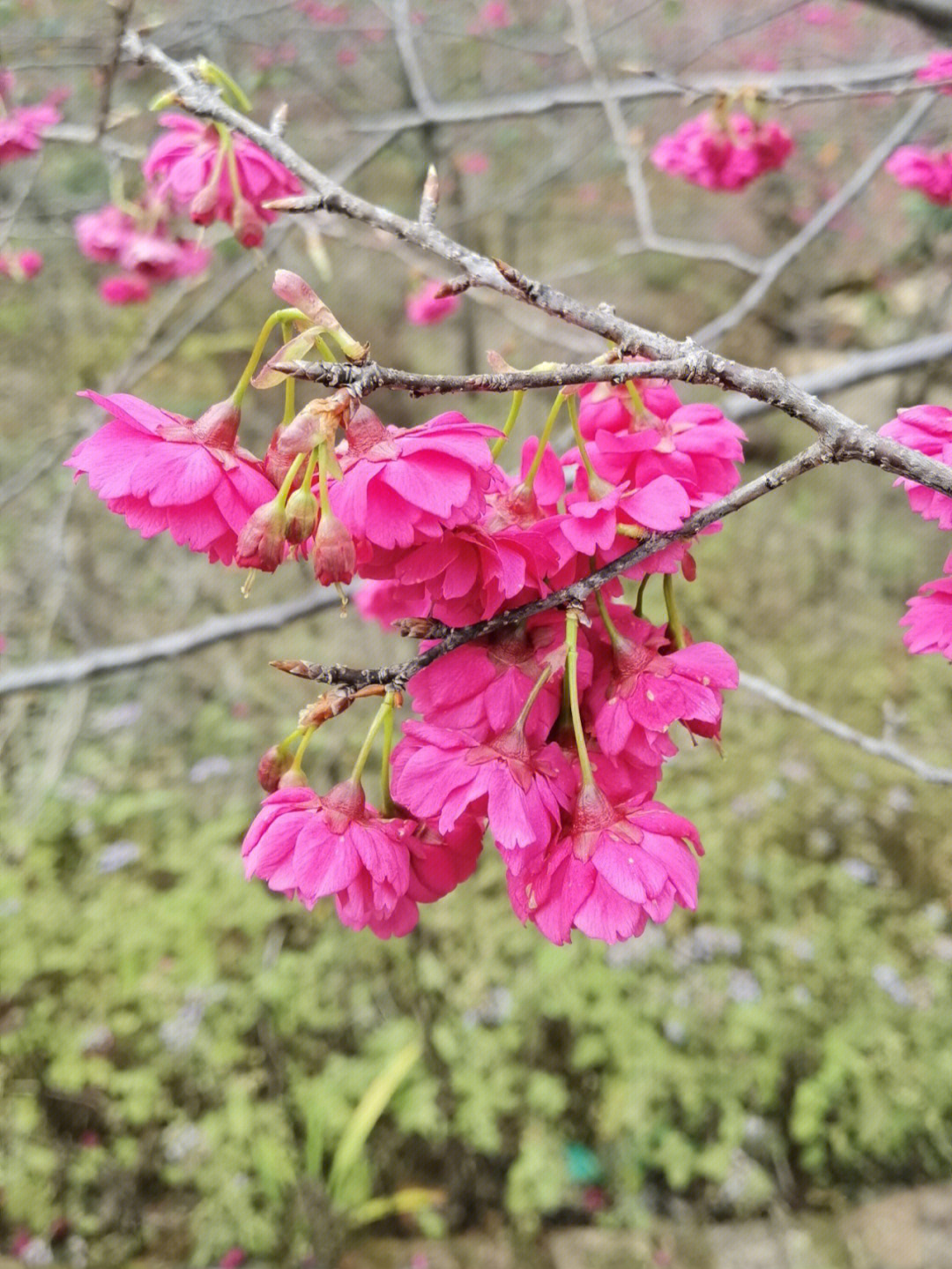 新丰樱花峪花期图片