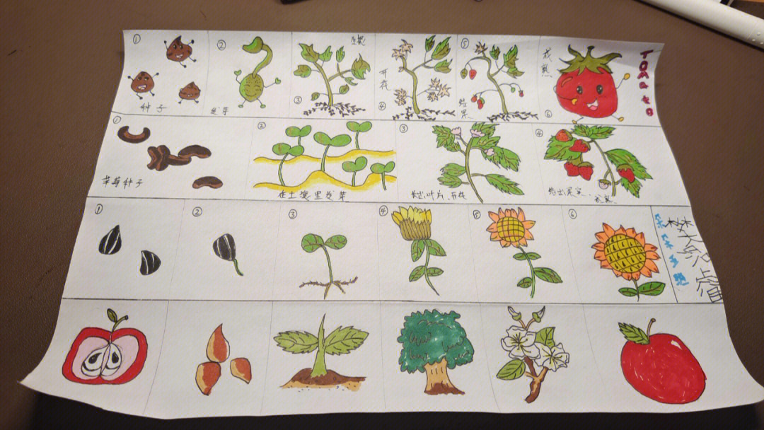 植物生长过程图画步骤图片