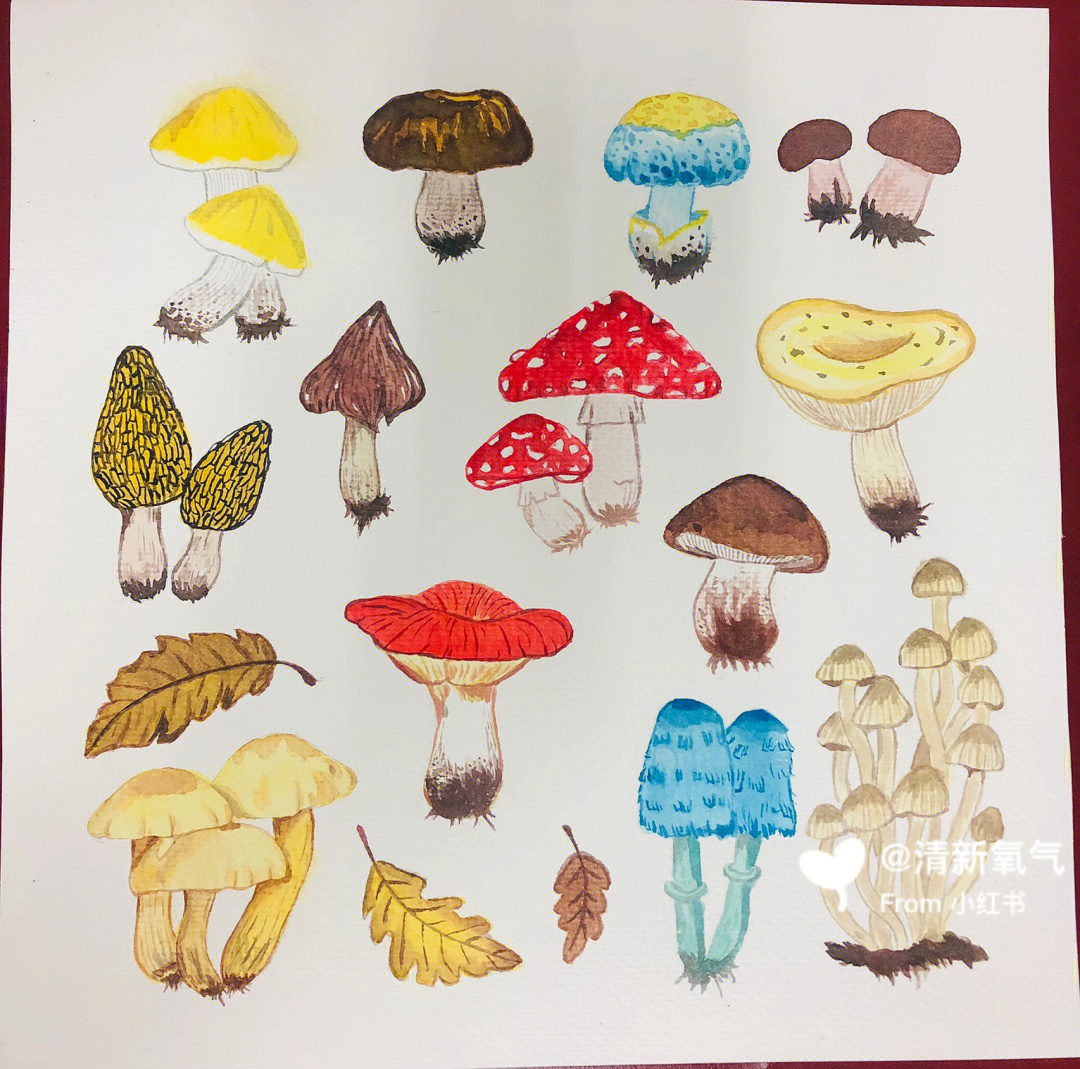蘑菇水彩画教程图片