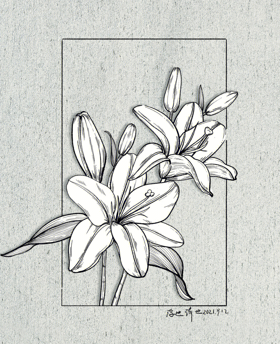 素描百合花的画法步骤图片
